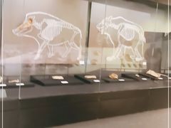 -北京周口店北京人遗址博物馆