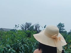 -南汇新场正宗水蜜桃采摘