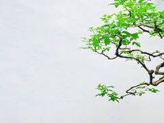 -个园