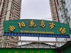 -曲阳花鸟市场(曲阳路店)