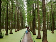 -渌洋湖湿地公园