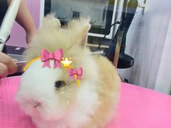 -猫猫幼稚园·撸猫·桌游·电玩