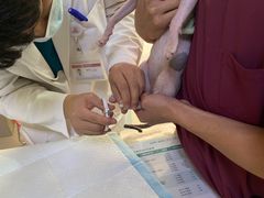 -艾贝尔宠物诊疗