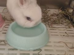 -北京观赏动物医院·24小时大型综合·猫专科·异宠专科