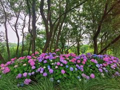 -西湖风景区-江洋畈生态公园