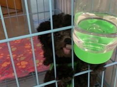 -翊宠yipet猫狗购宠庄园犬舍•猫舍