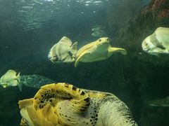 -上海海洋水族馆