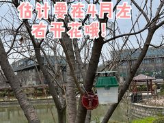 -嘉定紫藤园