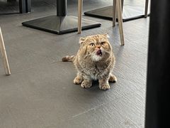 -财神鸡煲(华强北店)