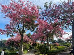 -东莞植物园