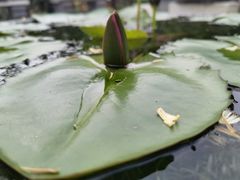 -深圳仙湖植物园