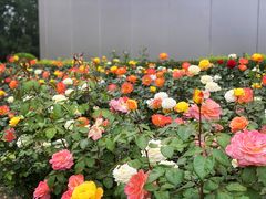 -派悦坊·甜品·蛋糕(日坛店)