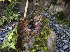 -料亭菊水楼