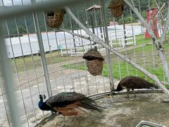 -宁波九龙湖开元度假村