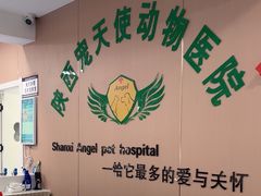-天使宠物医院·犬猫分诊(彩虹店)