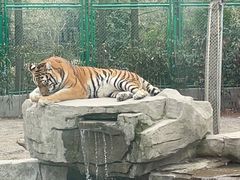 -上海野生动物园