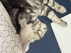 -猫大福·Fortune Cat猫舍(百子湾店)