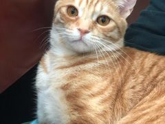 -艾贝尔宠物诊疗