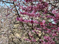 -郑州中国绿化博览园