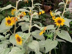 -The Flowers Coffee(南山店)