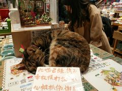 店内环境-猫的天空之城概念书店(杭州南宋御街店)