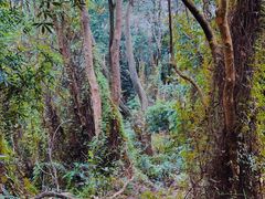 -黄埔油麻山森林公园