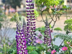 -良木缘咖啡西餐(川大店)