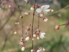 -燕晗山郊野公园