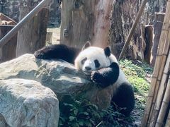 -都江堰中华大熊猫苑