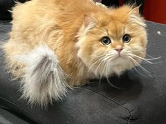 -欣宠猫屋·矮脚拿破仑·蓝金金渐层