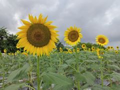 -光明小镇欢乐田园