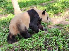 -都江堰中华大熊猫苑