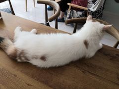 -平行世界·猫咖(首经贸店)