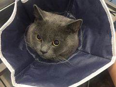 -伟伟宠物医院·CT影像中心·瑞派犬猫综合性门诊(汉口总院)
