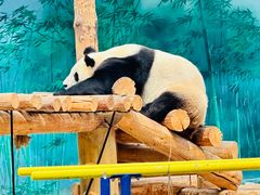 -沈阳森林动物园