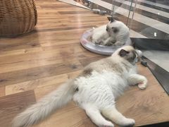 -袖虎·猫馆(体育西路店)