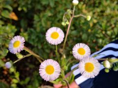 -春花秋色城市公园