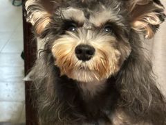 -乖乖宠物医院·猫科·骨科·24小时(云岗分院)