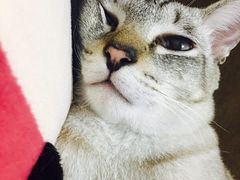 -佩兹宠物医院肿瘤专科·眼科·牙科(黄浦店)