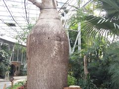 -北京植物园-展览温室