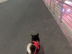 -润园四季椰子鸡火锅(欢乐海岸店)