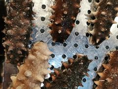 -棒棰岛辽参(长宁旗舰店)