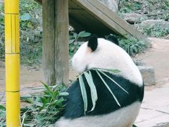 -广州长隆野生动物世界