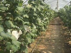 -马陆小张葡萄园农家乐