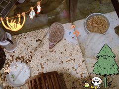 -momokira米努特·德文卷毛猫·棉花面纱犬