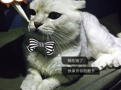喵的天空-喵的天空名猫咖啡馆·撸猫·猫舍·用品