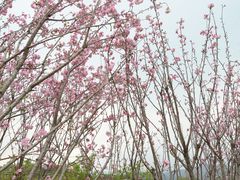 -天适樱花悠乐园