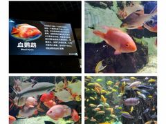 -太平洋海底世界