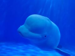 -多彩贵州城极地海洋世界