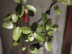 -老绥元烧麦·家常菜(如意店)